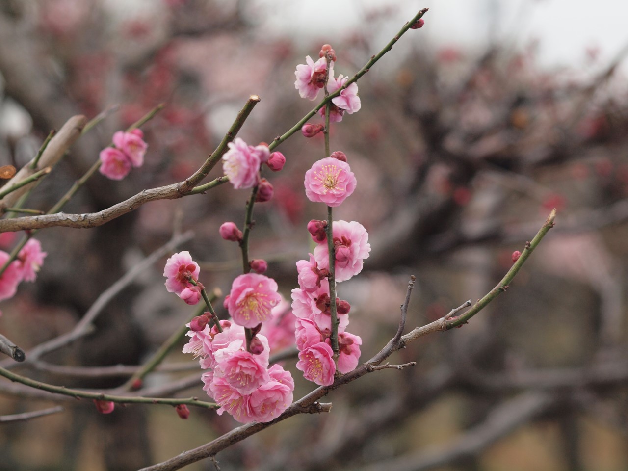 『安八百梅園を散策して･････　2』_d0054276_20153756.jpg