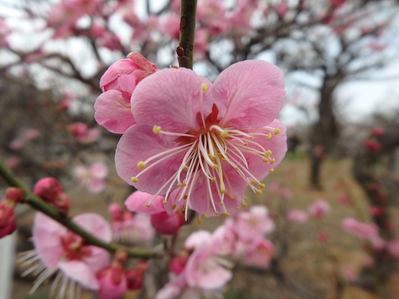 『安八百梅園を散策して･････　2』_d0054276_20154930.jpg