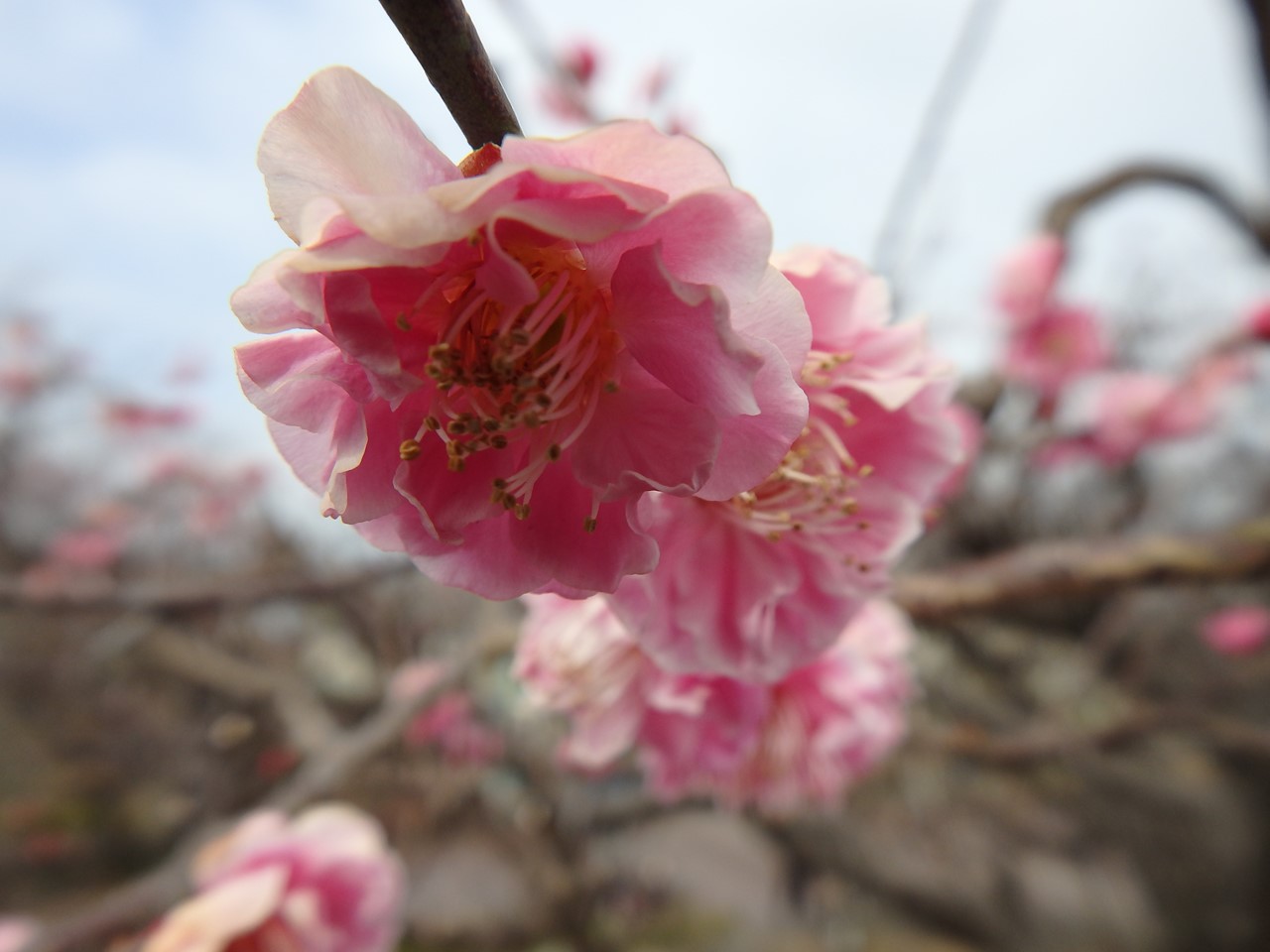 『安八百梅園を散策して･････　2』_d0054276_20161298.jpg