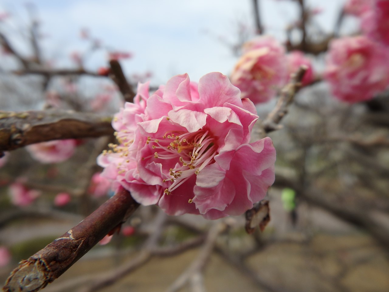 『安八百梅園を散策して･････　2』_d0054276_2016158.jpg