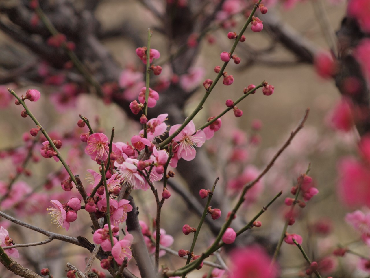 『安八百梅園を散策して･････　2』_d0054276_20164193.jpg