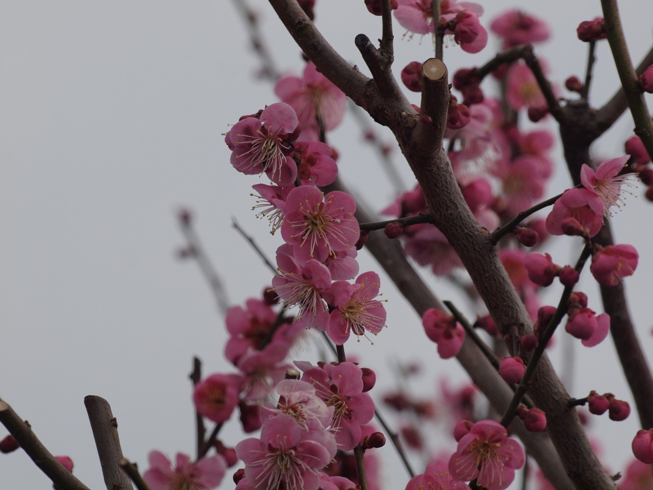 『安八百梅園を散策して･････　2』_d0054276_2017137.jpg