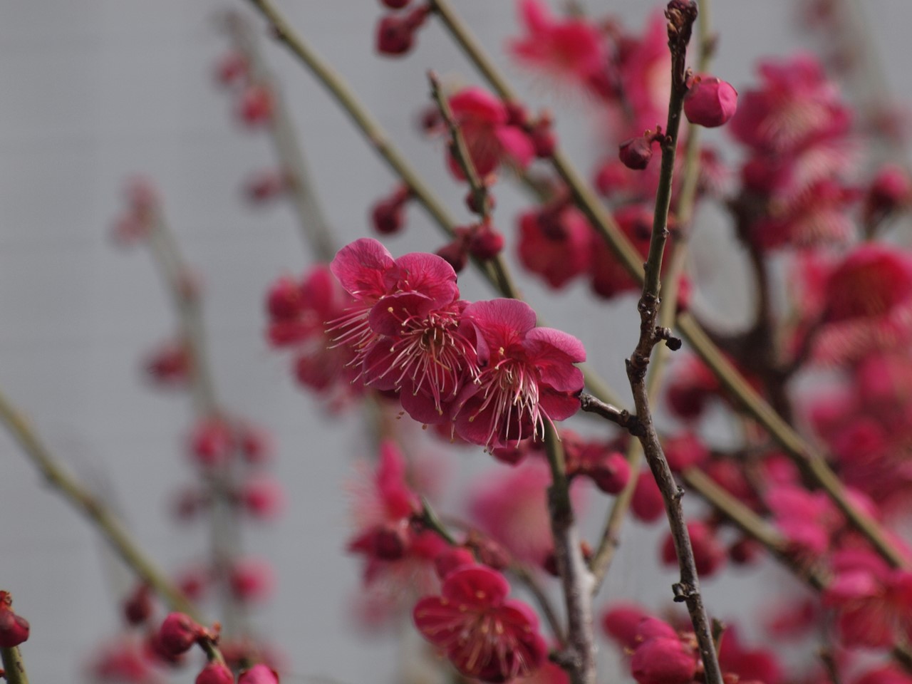 『安八百梅園を散策して･････　2』_d0054276_20183085.jpg