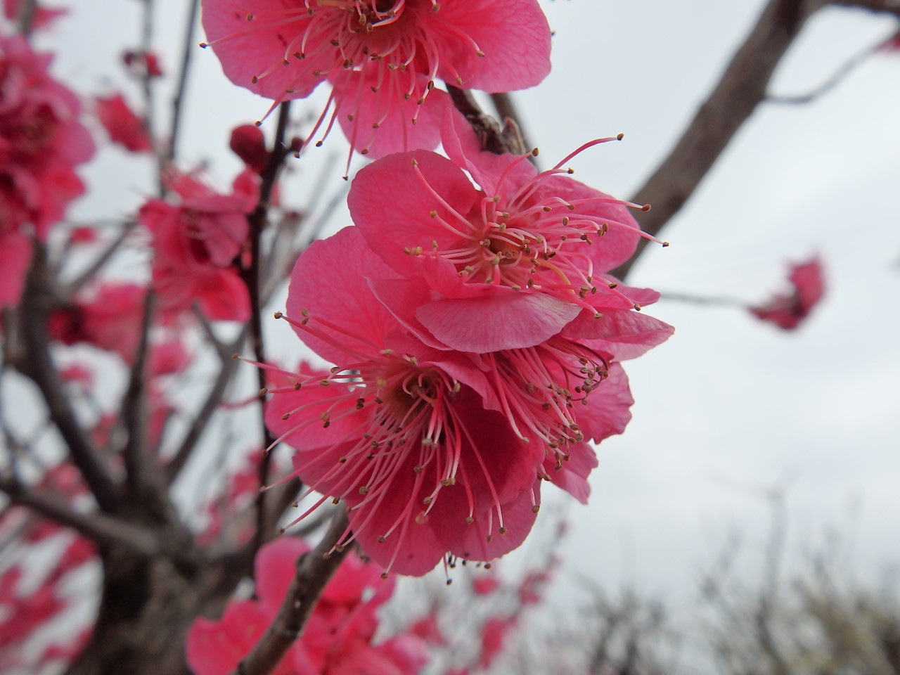 『安八百梅園を散策して･････　2』_d0054276_20184075.jpg