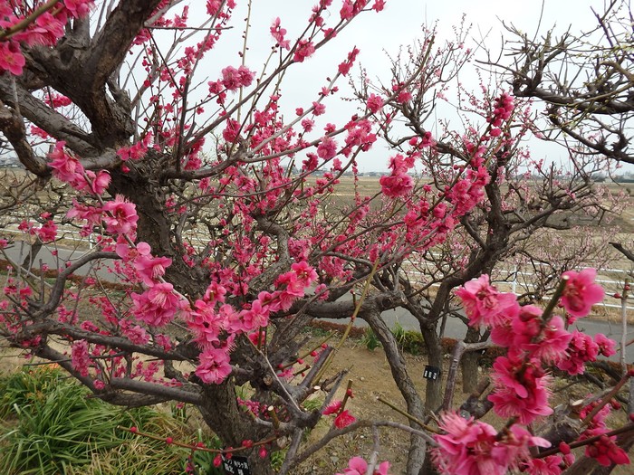 『安八百梅園を散策して･････　2』_d0054276_20185220.jpg