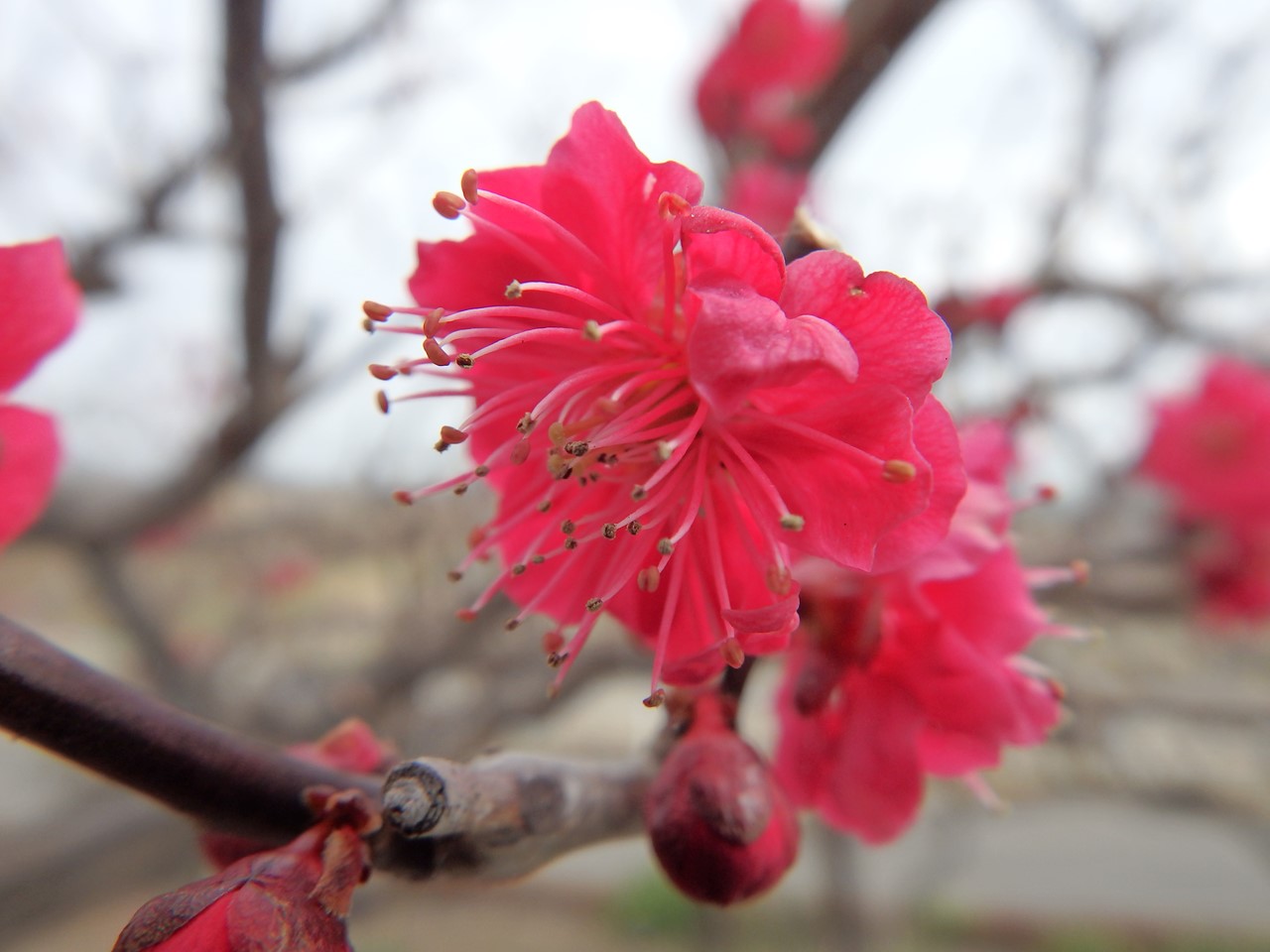 『安八百梅園を散策して･････　2』_d0054276_2018953.jpg