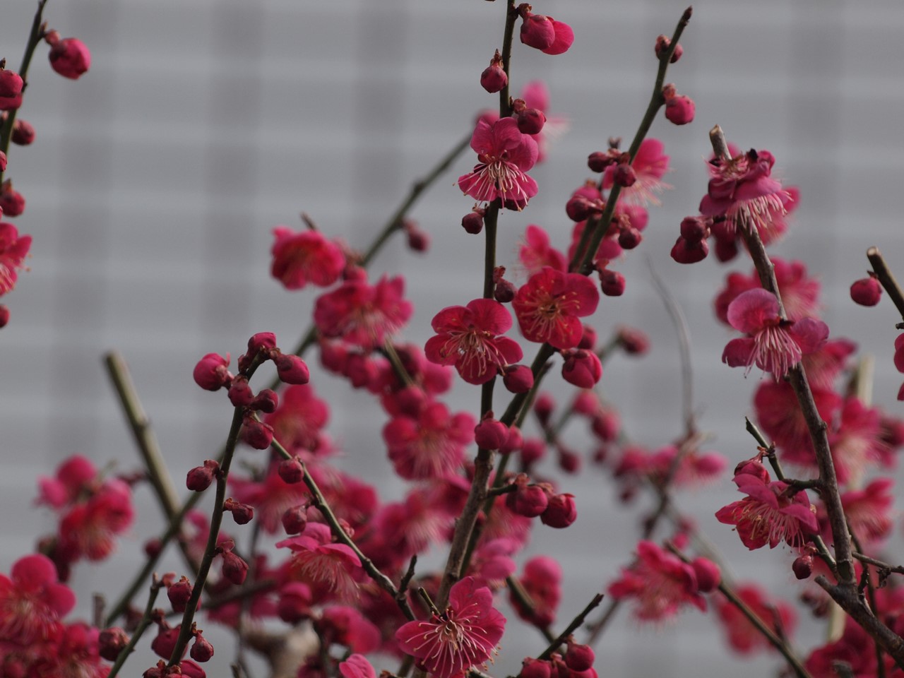 『安八百梅園を散策して･････　2』_d0054276_2019349.jpg