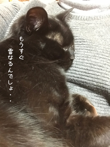 a0216583_16333809.png