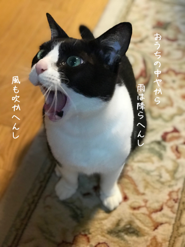 a0216583_16334610.png