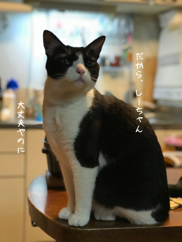 a0216583_16335013.png