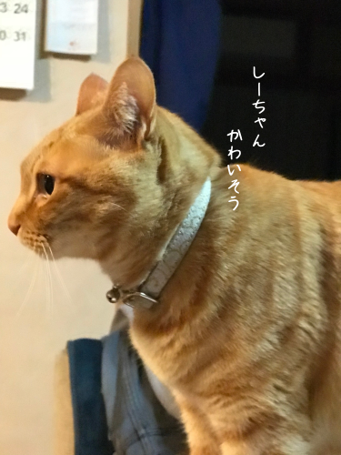 a0216583_16335553.png