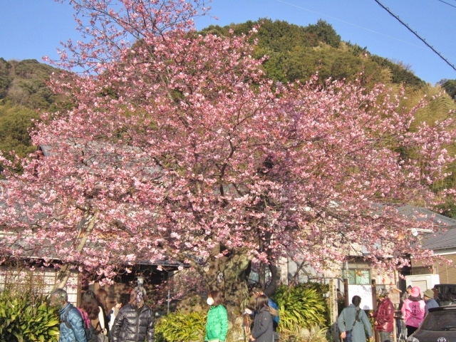 河津桜日帰りバスツアー（20180223）_a0376684_08134602.jpg