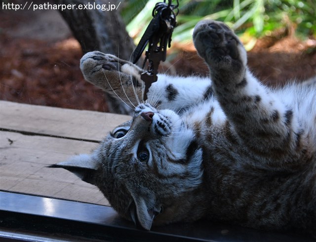 ２０１８年２月　王子動物園　その１ ねこの日イベント_a0052986_7403348.jpg