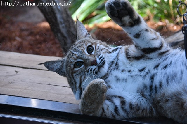 ２０１８年２月　王子動物園　その１ ねこの日イベント_a0052986_7405559.jpg