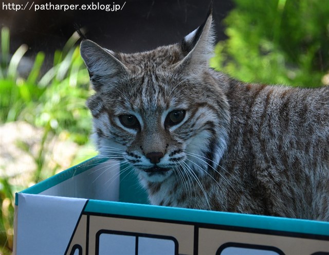 ２０１８年２月　王子動物園　その１ ねこの日イベント_a0052986_7473096.jpg