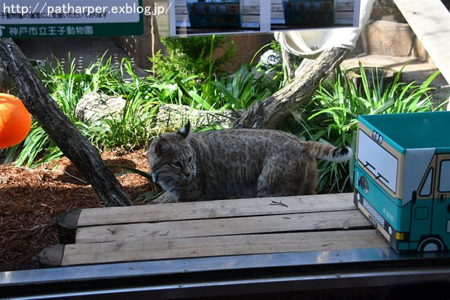 ２０１８年２月　王子動物園　その１ ねこの日イベント_a0052986_7485155.jpg