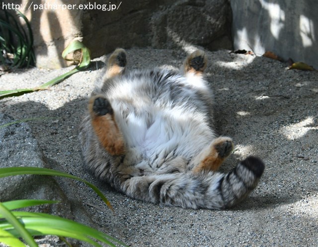 ２０１８年２月　王子動物園　その１ ねこの日イベント_a0052986_754857.jpg