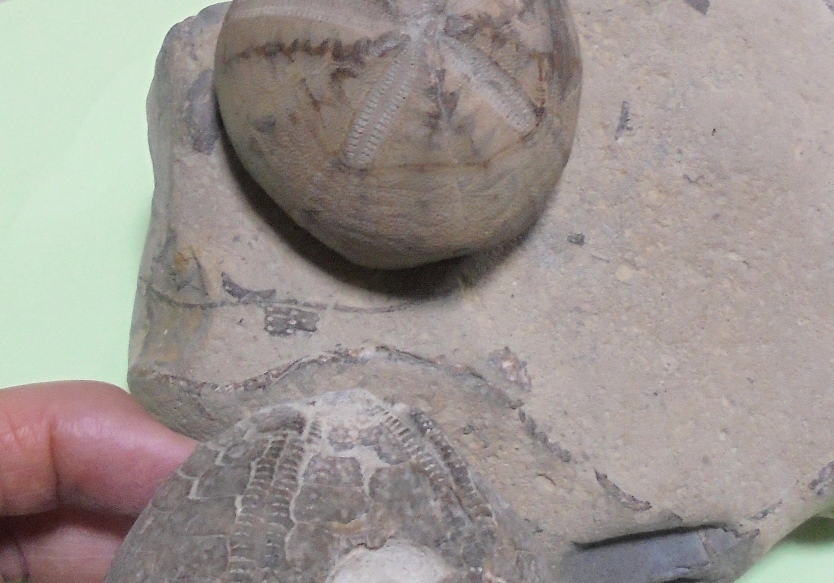 ウニ化石標本～北海道のウニ化石 : my earth my world