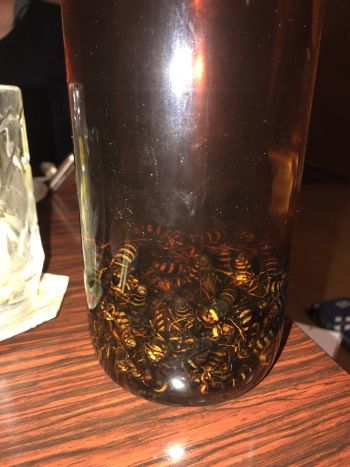 スズメバチ酒 ほっぴいこうせい スズメバチ酒 ほっぴいこうせい