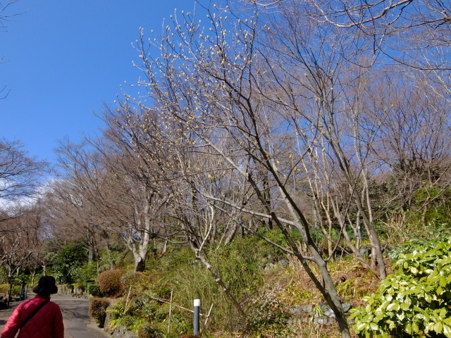 2018早春の京都をめぐる (2)　桂離宮見学と大山崎の巻_f0100593_16045379.jpg