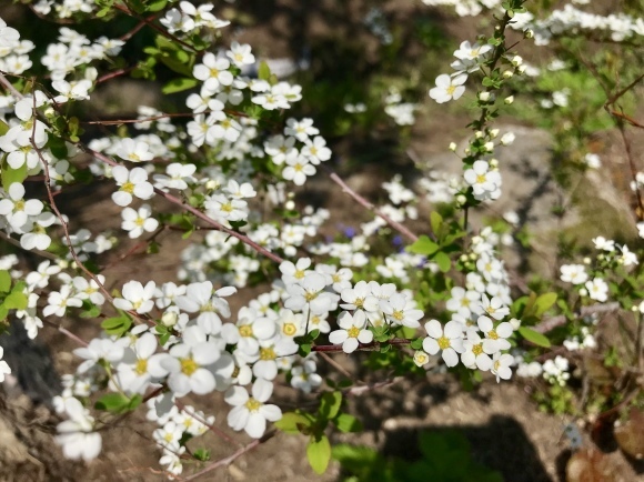 a0244794_15241523.jpeg