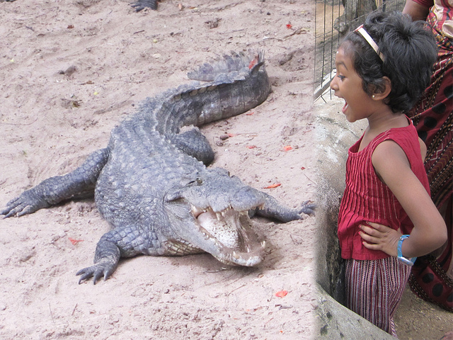 強面だが、心は優しい。本当？The Madras Crocodile Bank. ( Crocs