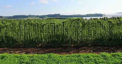 ドットドット_e0077899_11272071.jpg