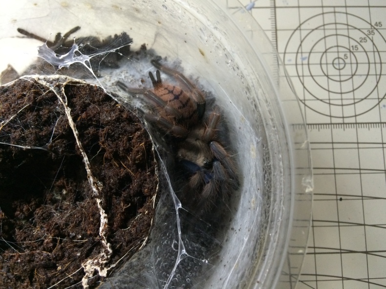 地中性タランチュラの飼い方 仄暗い巣穴の底から タランチュラ飼育ブログ