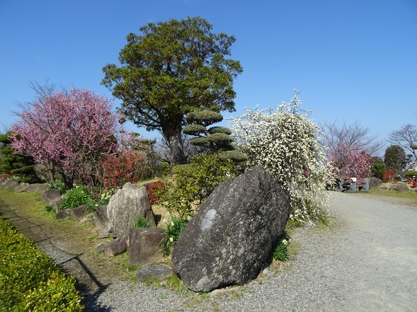 和泉環境リサイクル公園の日本庭園 彩の気まぐれ写真 和泉環境リサイクル公園の日本庭園 彩の気まぐれ写真