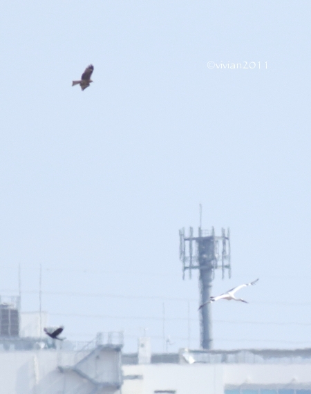 渡良瀬遊水地は野鳥の楽園 ~ヨシ焼きの前に~_e0227942_23115437.jpg