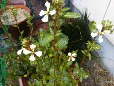 自宅の庭の手入れ・芋づる用さつま芋植え付け_c0330749_17483565.jpg