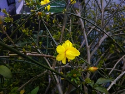 自宅の庭の手入れ・芋づる用さつま芋植え付け_c0330749_17483768.jpg