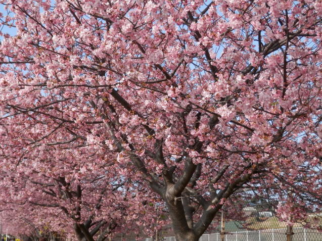 三浦海岸の河津桜_e0288951_21105865.jpg