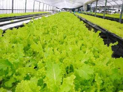 美味しいサラダ食べてますか?農薬を一切使用しない「水耕栽培の生野菜」大好評発売中!_a0254656_17102884.jpg