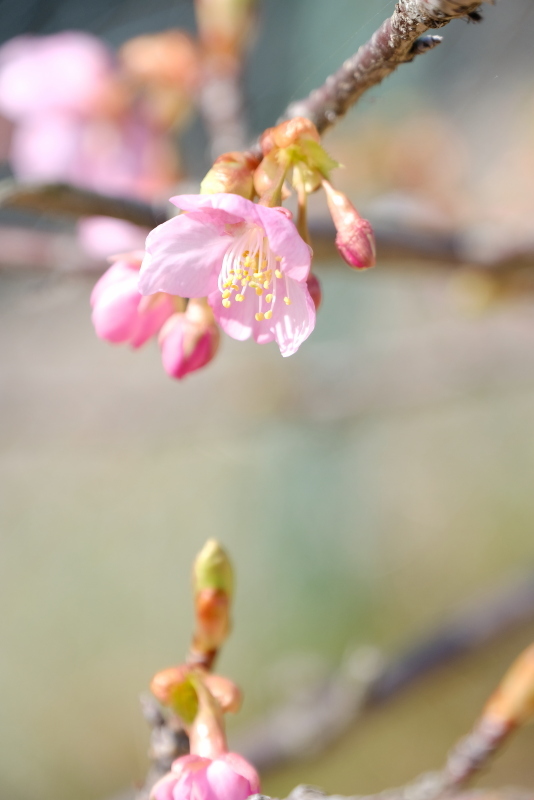 今、旬のサクラ　河津桜_c0272958_18500198.jpg