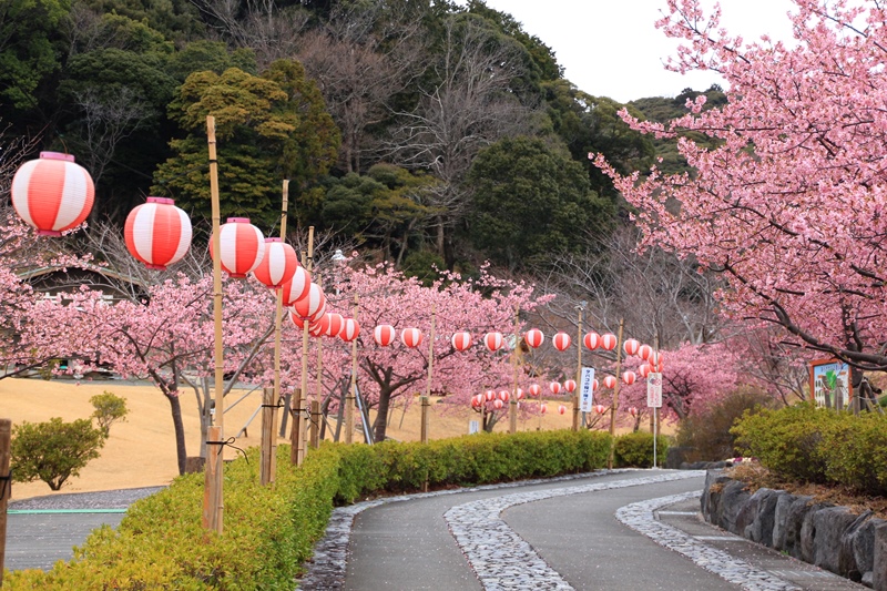 あらさわふるさと公園の桜と梅･1♪_a0167759_16143361.jpg