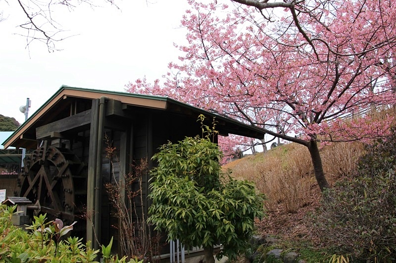 あらさわふるさと公園の桜と梅･1♪_a0167759_16171025.jpg