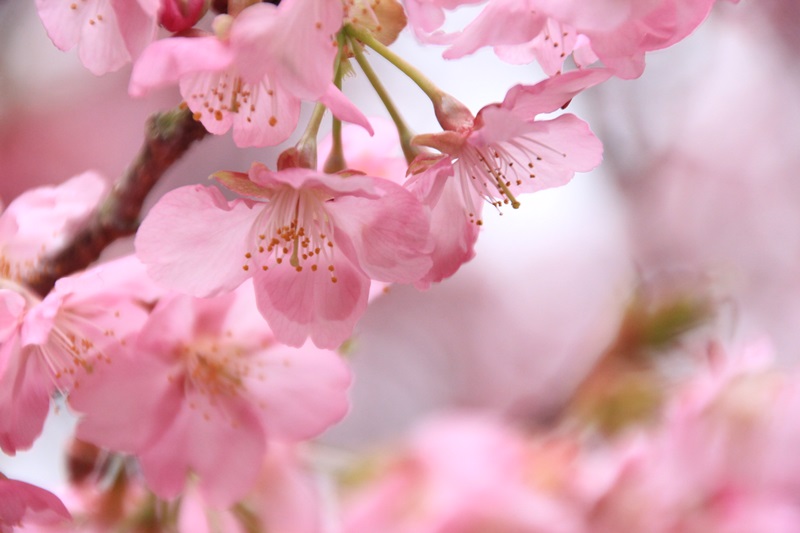 あらさわふるさと公園の桜と梅･1♪_a0167759_1618292.jpg