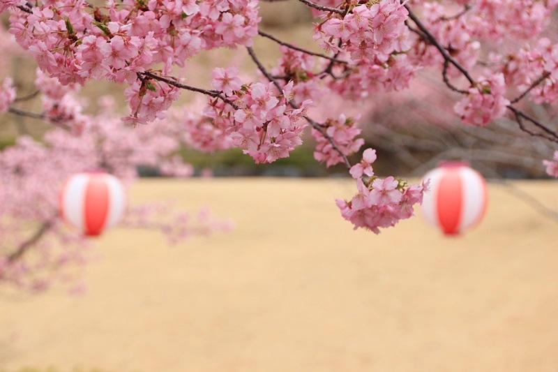 あらさわふるさと公園の桜と梅･1♪_a0167759_1618669.jpg