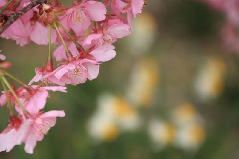 あらさわふるさと公園の桜と梅･1♪_a0167759_16193056.jpg