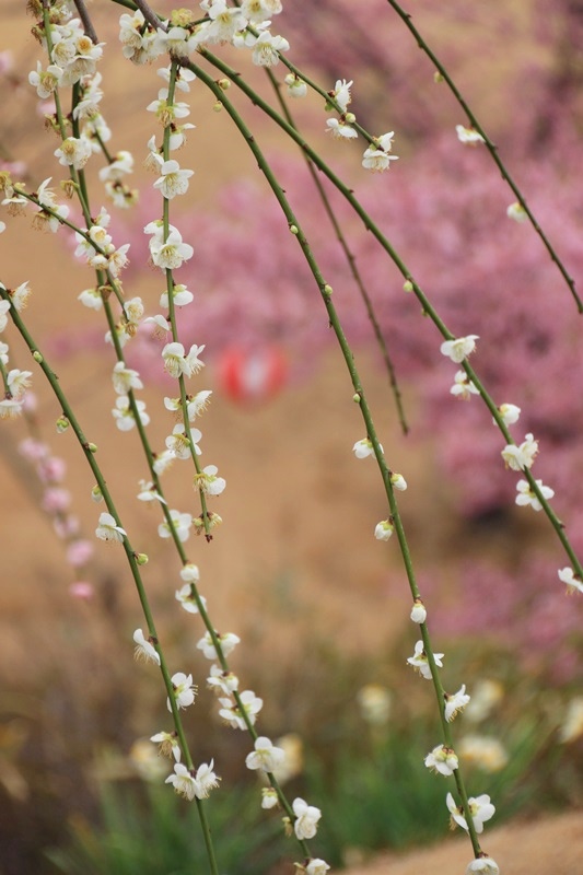 あらさわふるさと公園の桜と梅･1♪_a0167759_162015.jpg