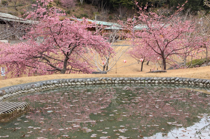 あらさわふるさと公園の桜と梅･1♪_a0167759_16211745.jpg