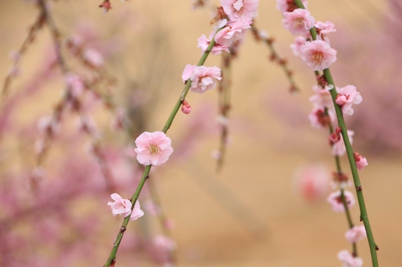 あらさわふるさと公園の桜と梅･1♪_a0167759_16233180.jpg