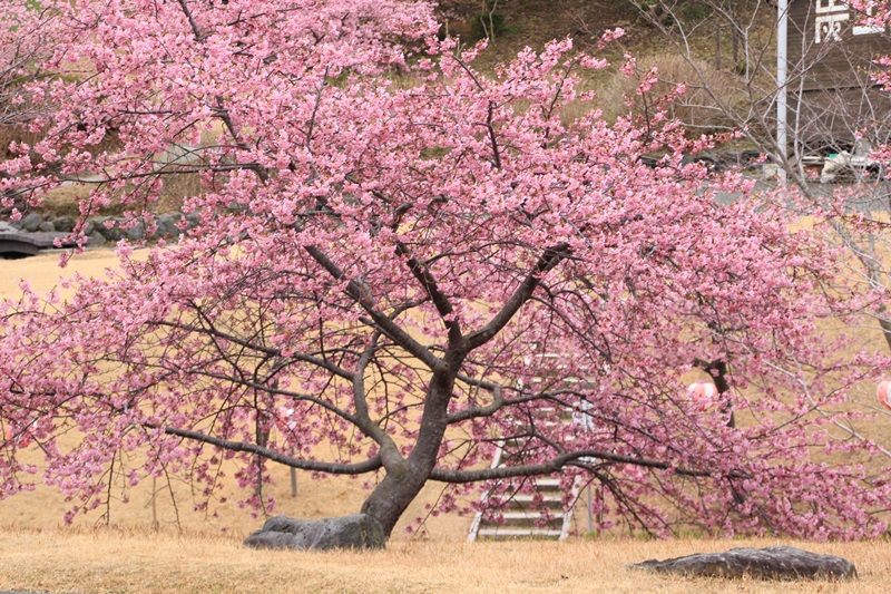 あらさわふるさと公園の桜と梅･1♪_a0167759_1624850.jpg