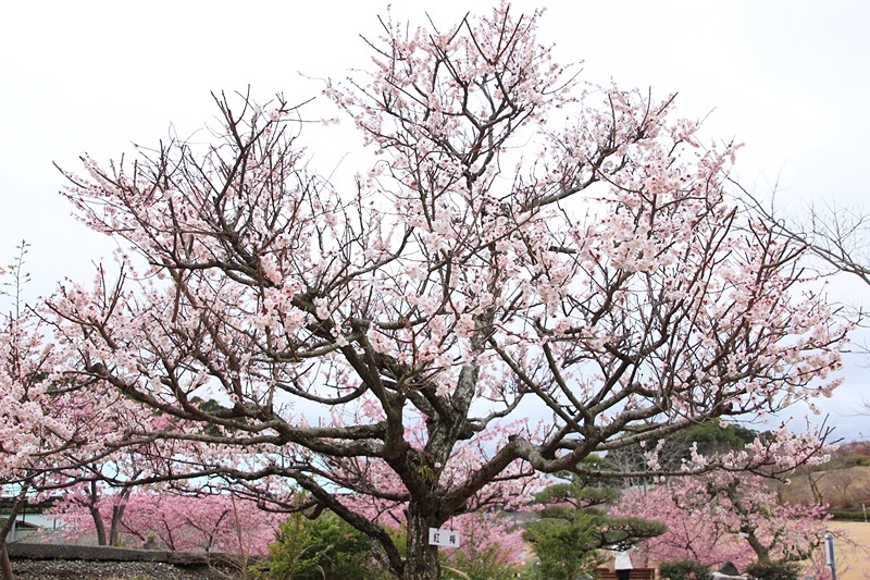 あらさわふるさと公園の桜と梅･1♪_a0167759_16253732.jpg