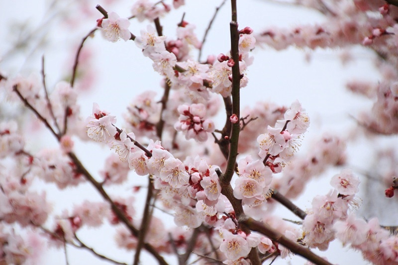 あらさわふるさと公園の桜と梅･1♪_a0167759_16262493.jpg