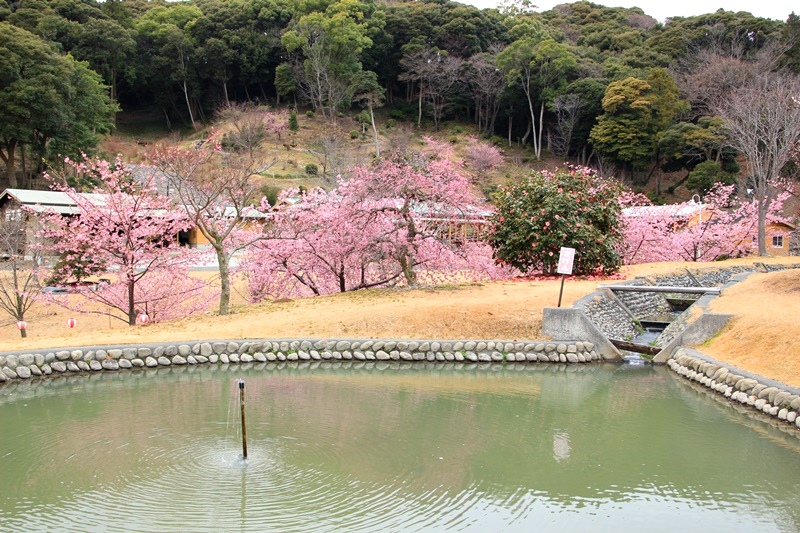 あらさわふるさと公園の桜と梅･1♪_a0167759_16285956.jpg