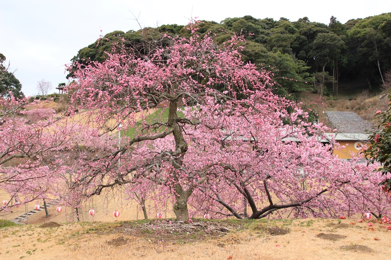 あらさわふるさと公園の桜と梅･1♪_a0167759_16294015.jpg