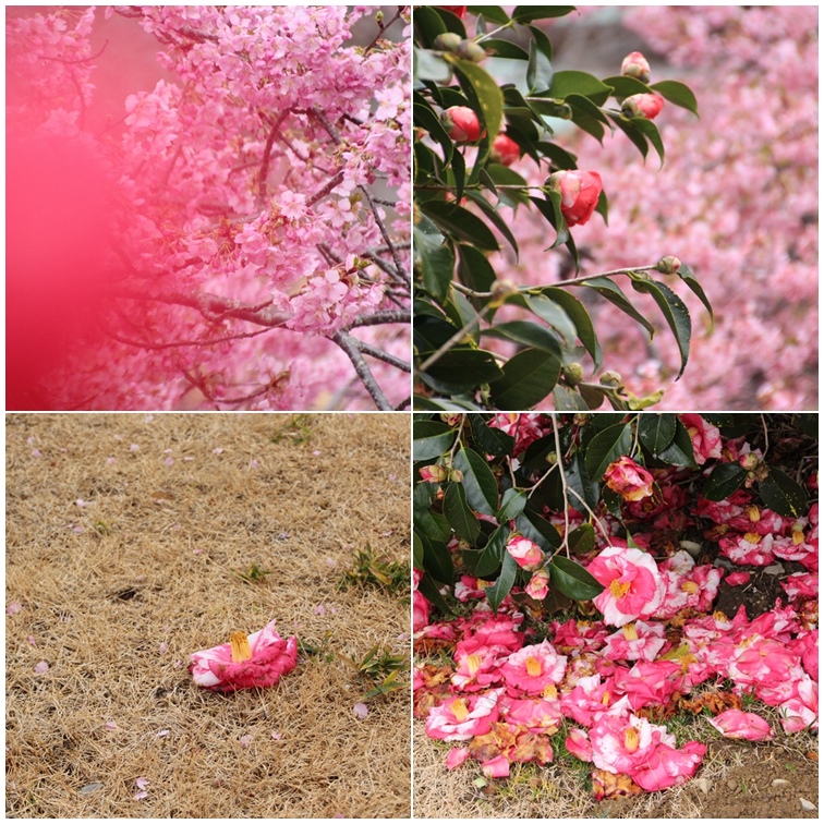 あらさわふるさと公園の桜と梅･1♪_a0167759_16341759.jpg