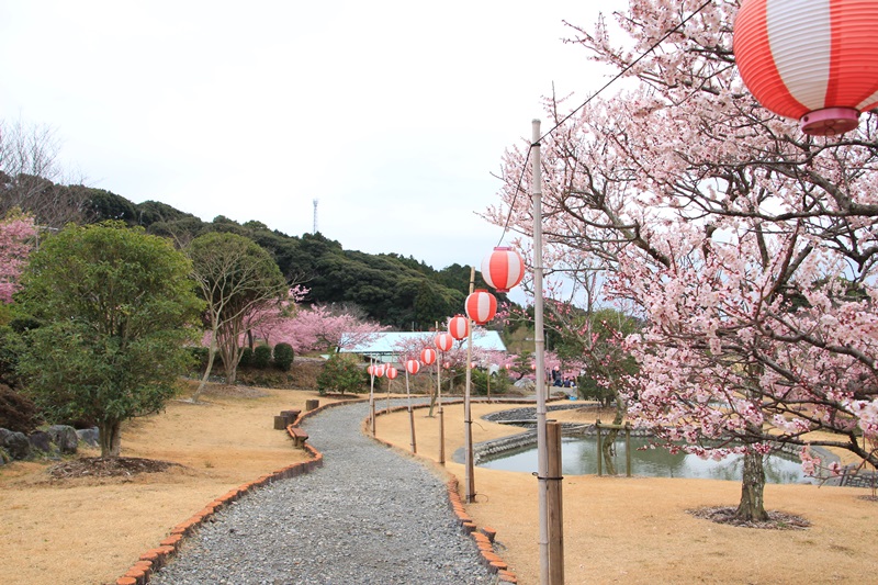 あらさわふるさと公園の桜と梅･2♪_a0167759_16381698.jpg